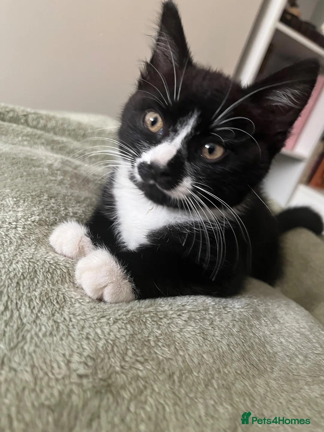 Mixed Breed cats for sale: Kittens for sale  - Advert 2