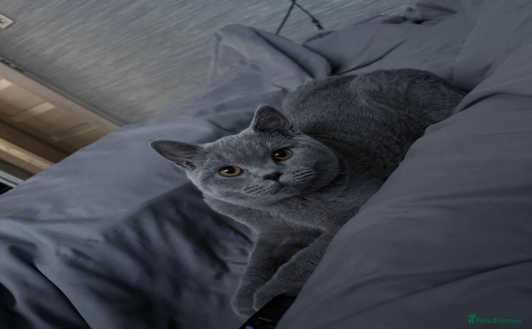 British Shorthair cats in Lincoln - Advert 3