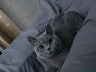 British Shorthair cats in Lincoln - Advert 1