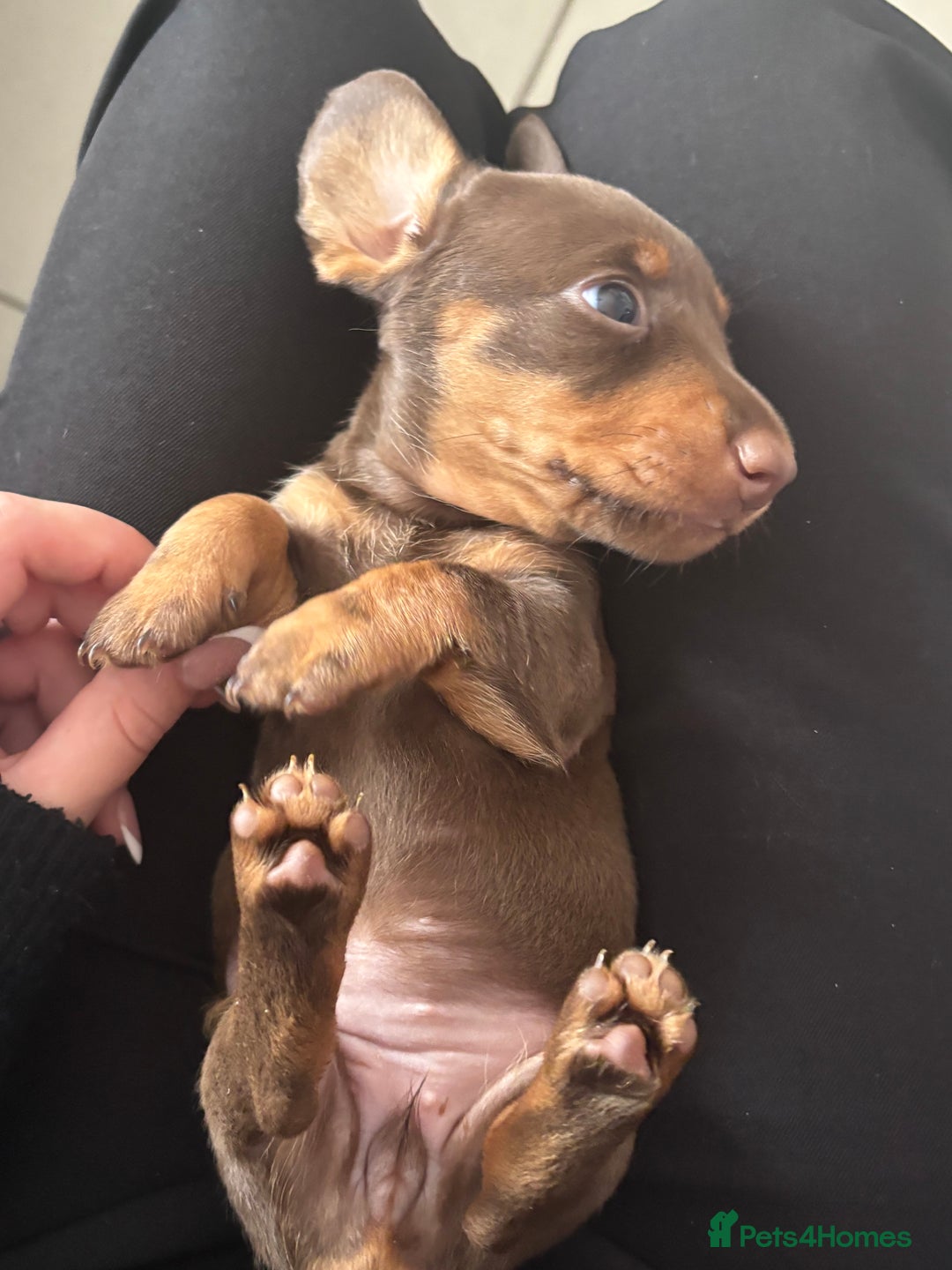 Dachshund dogs for sale: 5 miniature   dachshund  - Image 3