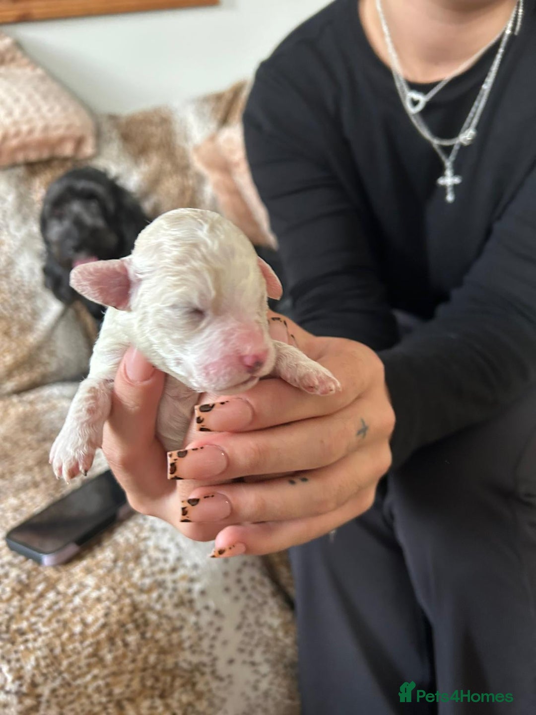 Cockapoo dogs for sale: F1b cockerpoo puppies - Image 7