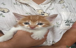 Mixed Breed cats for sale: Kittens  - Image 5