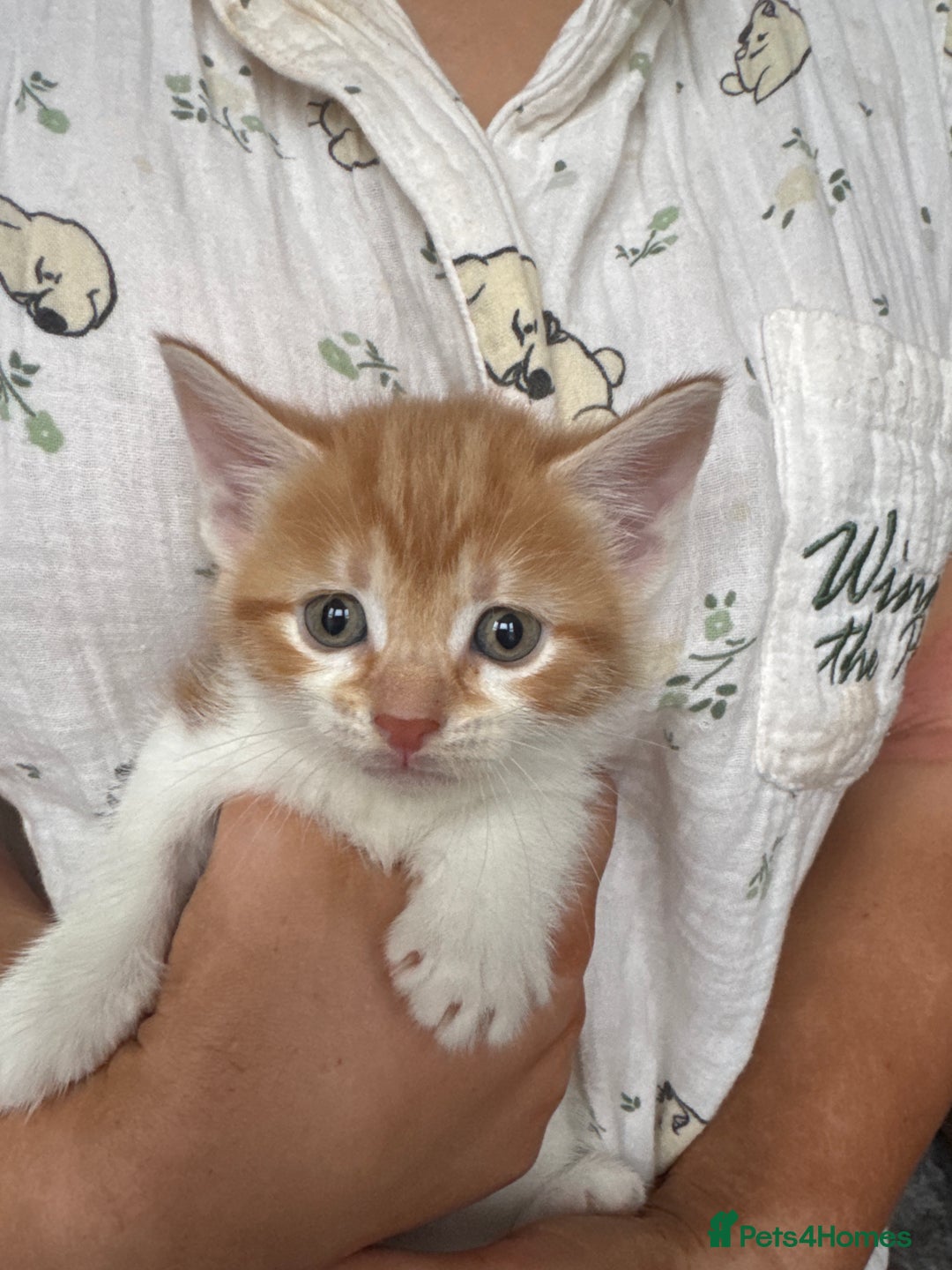 Mixed Breed cats for sale: Kittens  - Image 5