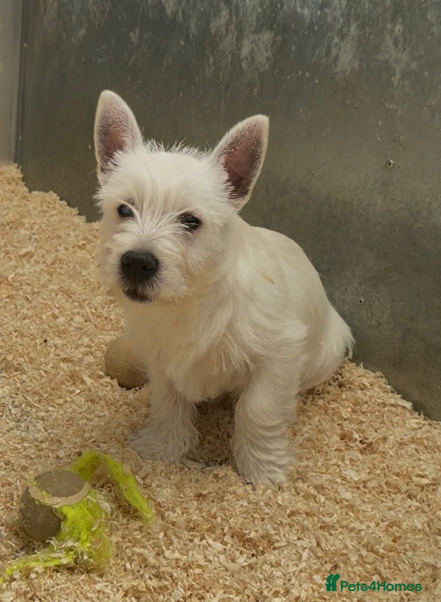 West Highland Terrier dogs West Highland Terrier boy looking new home - Advert 5