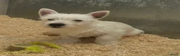 West Highland Terrier dogs for sale: West Highland Terrier boy looking new home - Advert 1