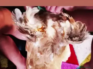 Chickens poultry Perkin Bantum - Advert 1