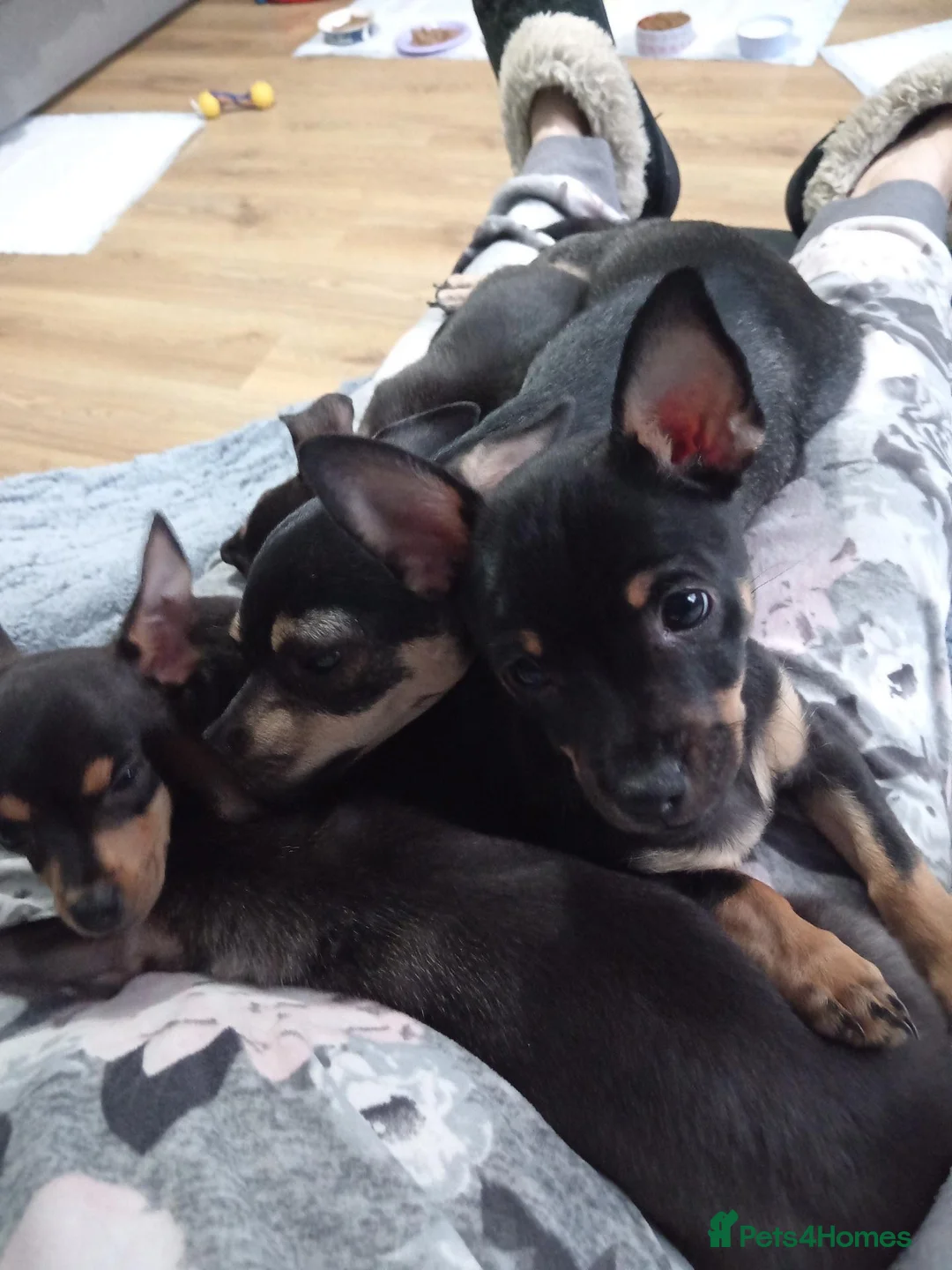 Chihuahua dogs for sale: Beautiful chihuahua puppies looking for a home in Lyndhurst - Advert 1
