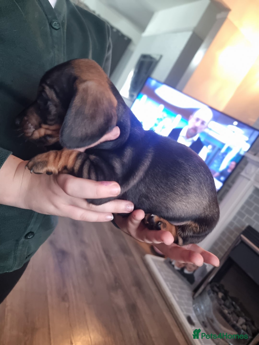 Miniature Dachshund dogs for sale: miniture dachshund - Advert 3