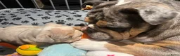 English Bulldog dogs for sale: BEAUTIFUL ENGLISH BULLDOGS  - Advert 32