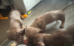 Miniature Dachshund dogs for sale: Miniature dachshund carrying Isabella - Image 2