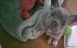 French Bulldog dogs for sale: french bulldog puppys - Image 4