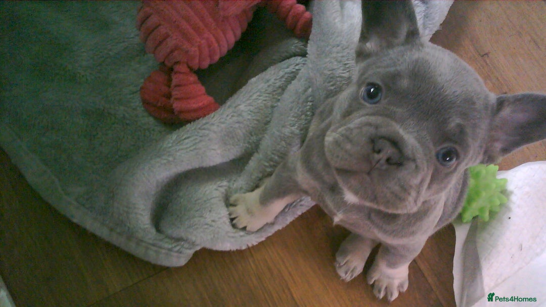 French Bulldog dogs for sale: french bulldog puppys - Image 4
