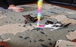 Domestic Shorthair cats for sale: Cute playful family Kittens and mother  - Image 3