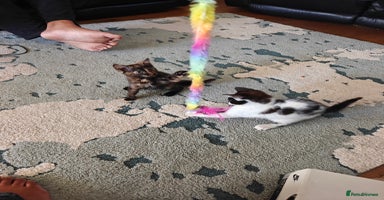 Domestic Shorthair cats - Advert 13