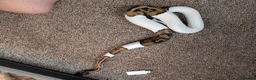 Python Snake reptiles for sale: Pied Royal/Ball Python - Advert 6