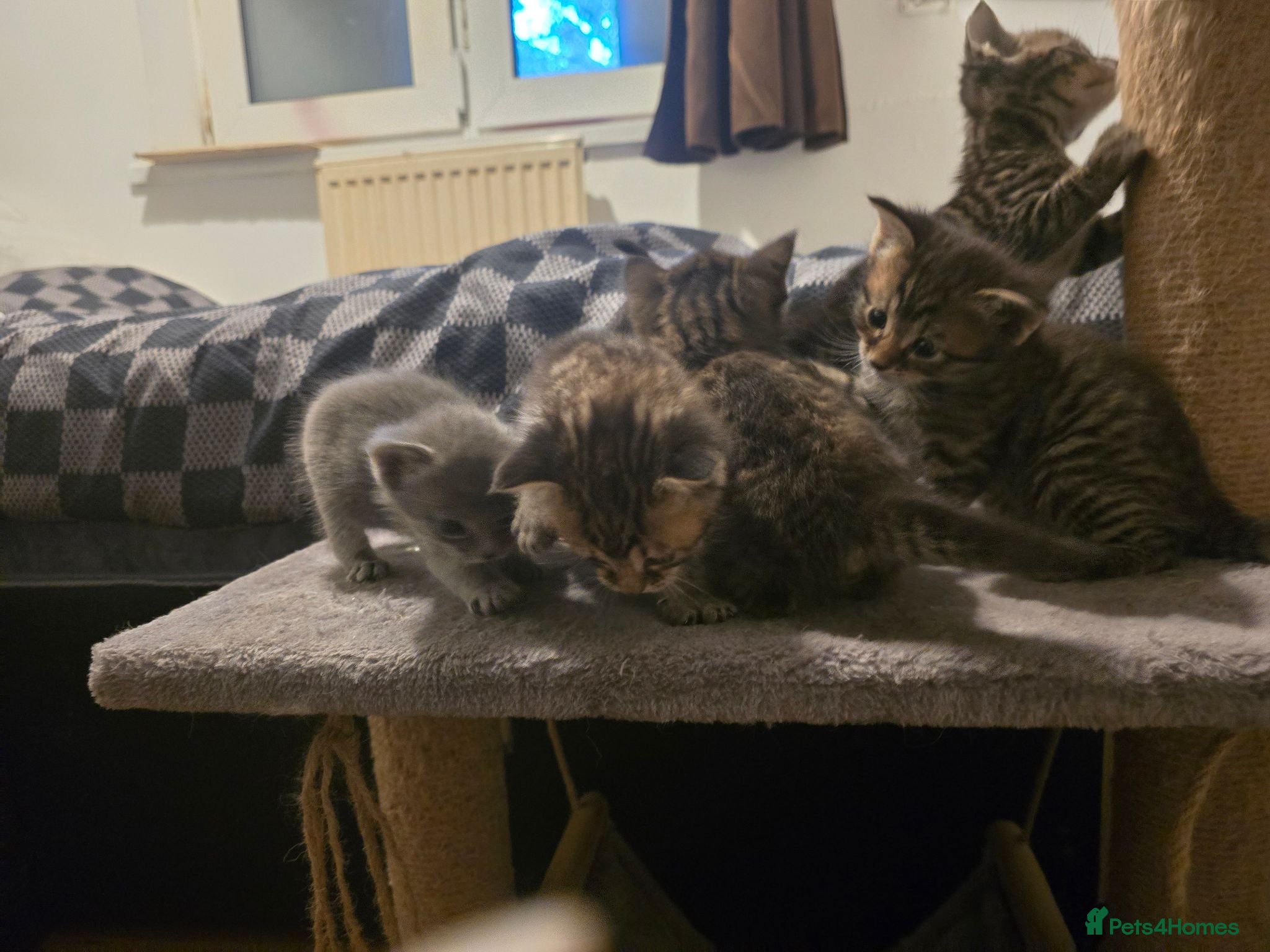 Mixed Breed cats Beautiful Mixed Ragdoll & Tabby Kittens for Sale - Advert 1