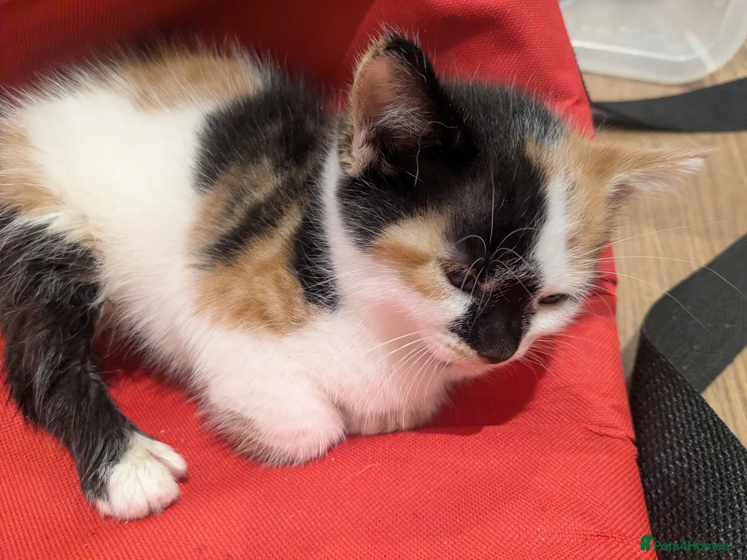 British Shorthair cats for sale: Cali  - Advert 2