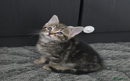 Mixed Breed cats for sale: Kittens  - Image 2