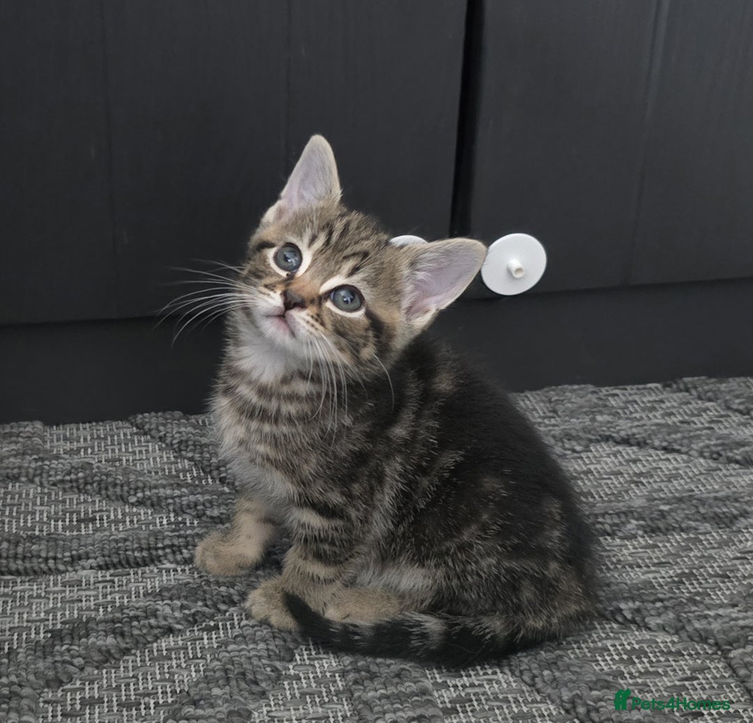 Mixed Breed cats for sale: Kittens  - Image 2