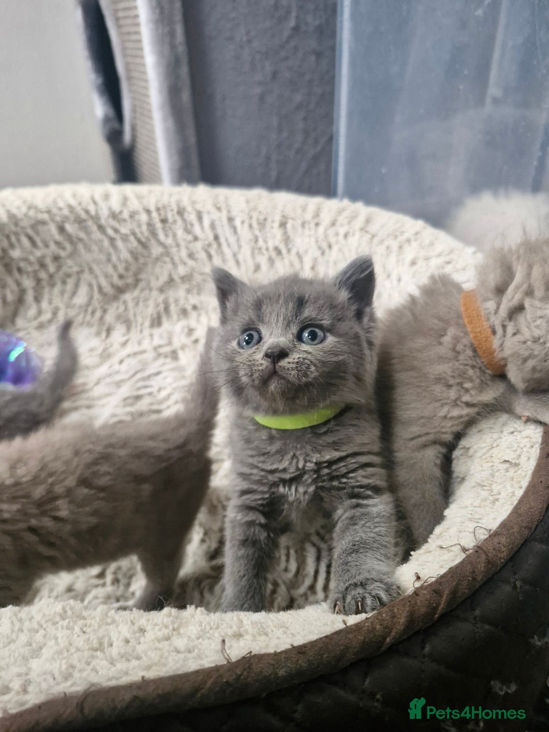 British Shorthair cats for sale: British blue and lilac shorthair - Image 6