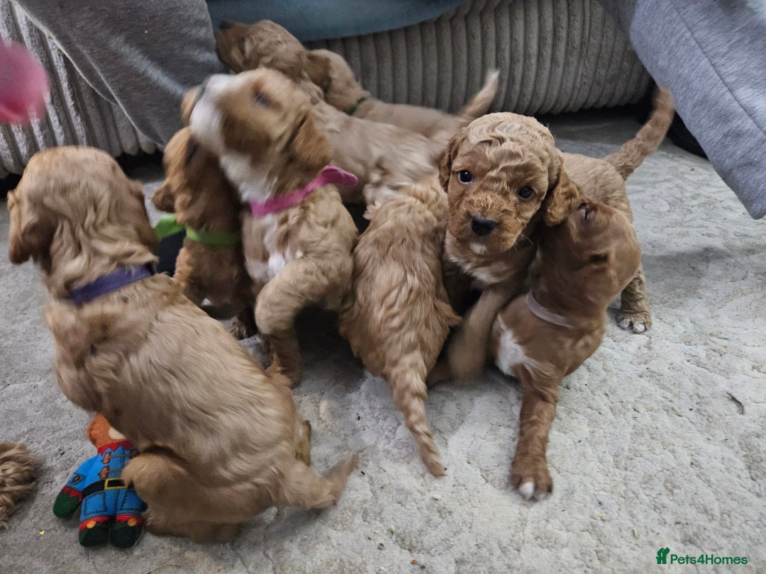 Cavapoo dogs for sale: Cavapoo Puppies  - Image 31