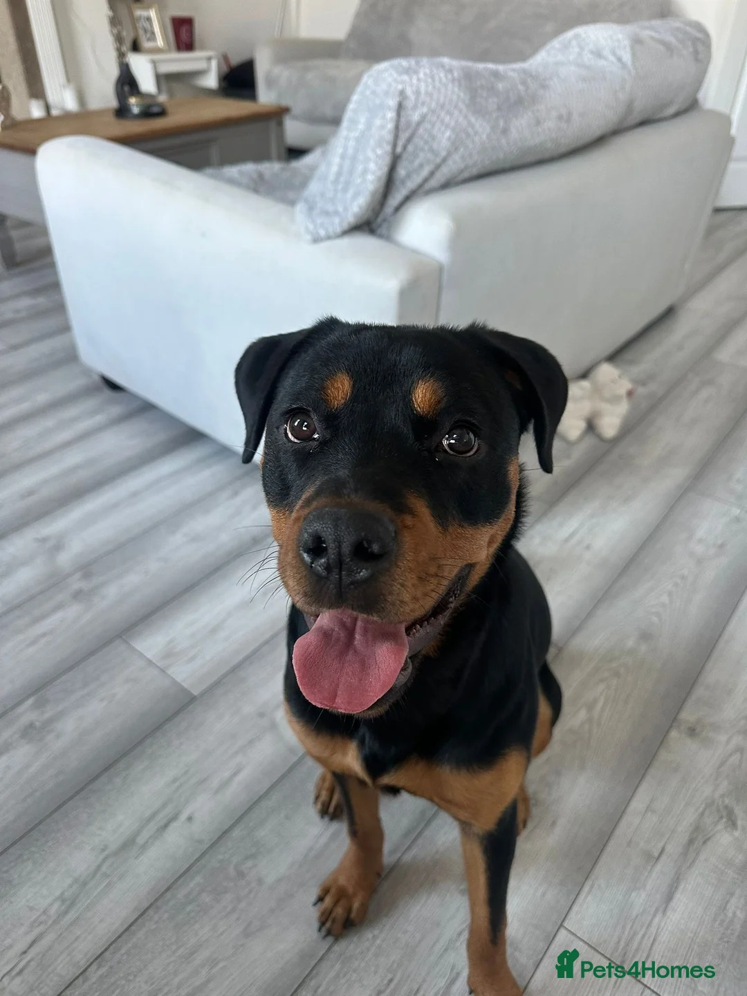 Rottweiler dogs for sale: Roxy the Rottweiler  in Eastbourne - Advert 1