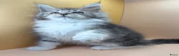 Maine Coon cats for sale: Maine Coons with Tests, Papers, Vet Checks & Vacc. - Advert 7