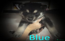 Shepsky dogs for sale: Siberian husky hybrid pups - Image 8