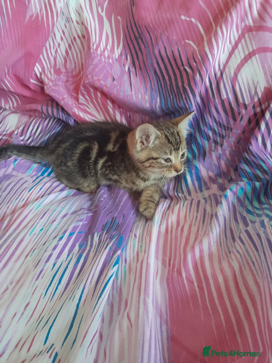 Mixed Breed cats for sale: Kittens - Advert 9