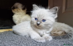 Ragdoll cats for sale: 4 ragdoll x ragamuffin fluffy kittens  - Image 20