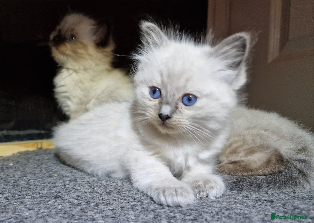 Ragdoll cats for sale: 4 ragdoll x ragamuffin fluffy kittens  - Image 20