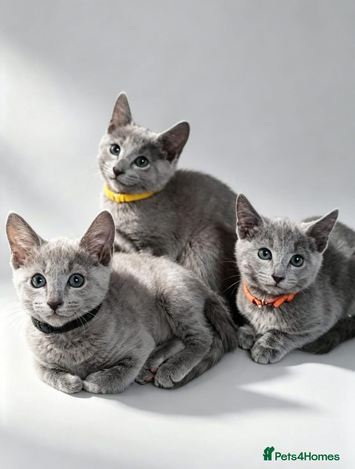 Russian Blue cats for sale: Pedigree Russian Blue kittens  - Advert 1