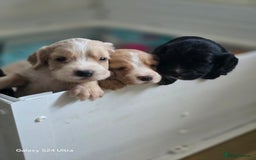 Cocker Spaniel dogs for sale: Cocker spaniel puppies 🐶  - Image 9