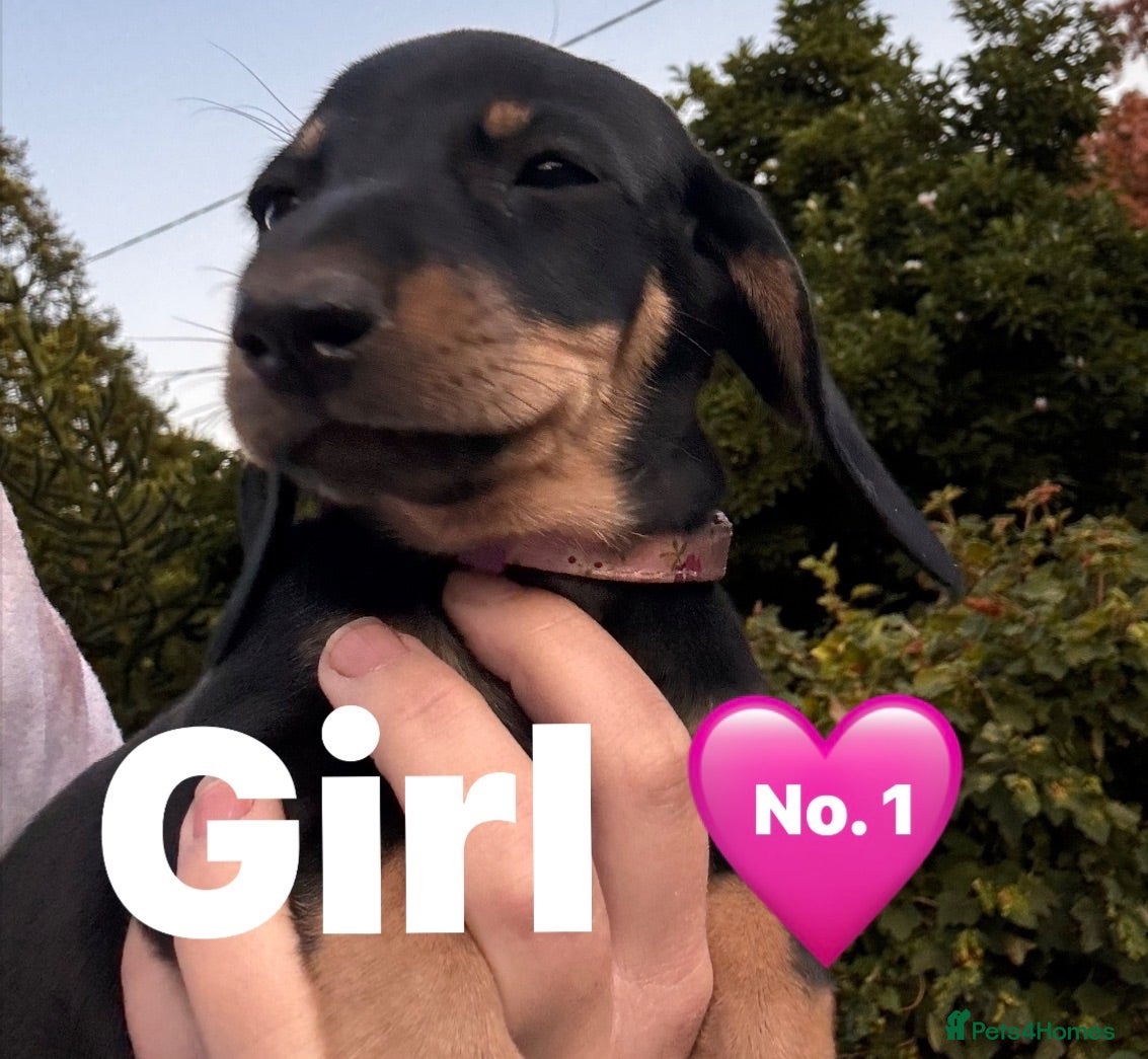 Miniature Dachshund dogs Miniature dachshunds puppies ready for their new - Advert 2