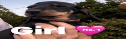 Miniature Dachshund dogs for sale: Miniature dachshunds puppies ready for their new - Advert 2