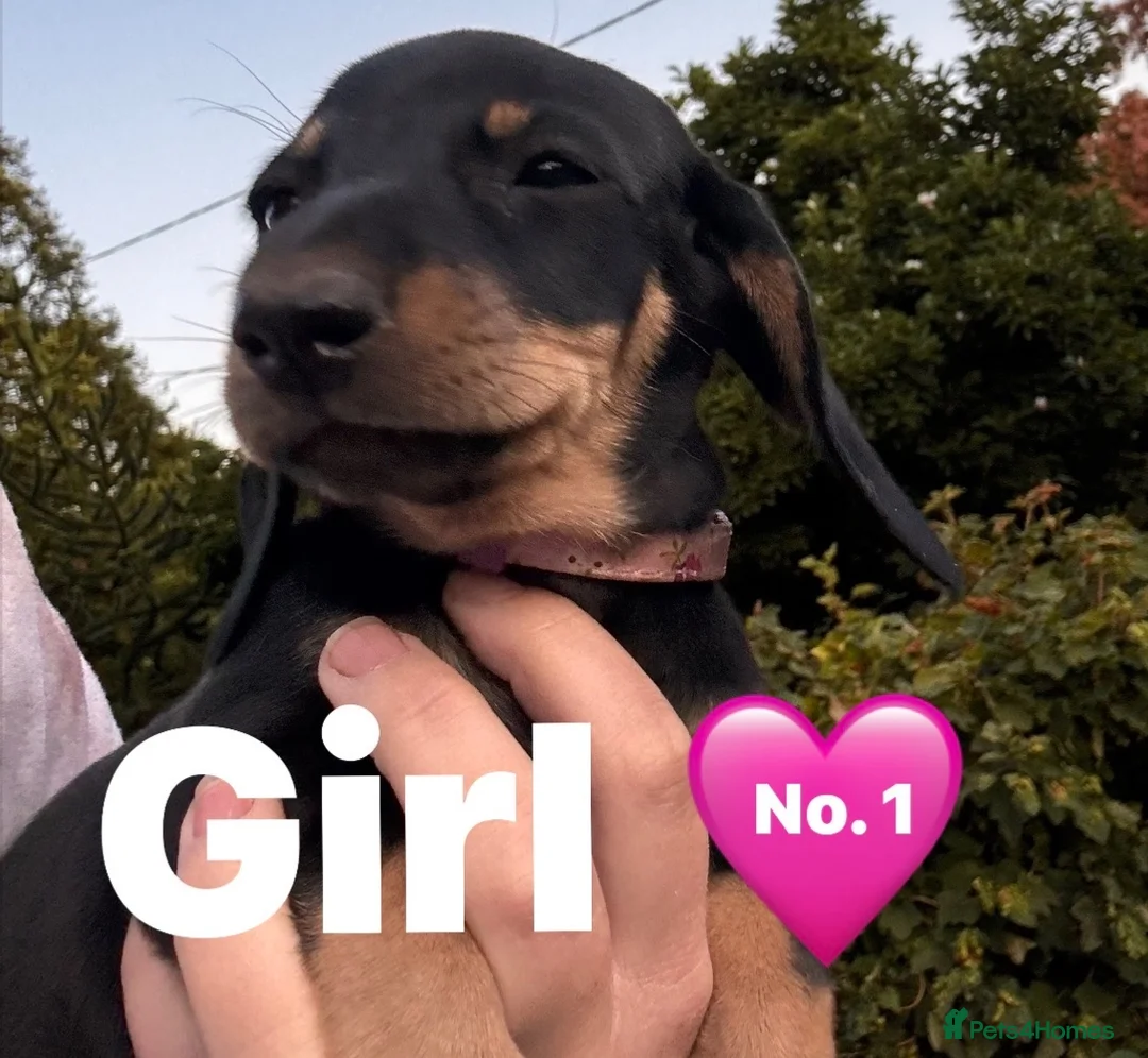 Miniature Dachshund dogs for sale: Miniature dachshunds puppies ready for their new - Advert 2