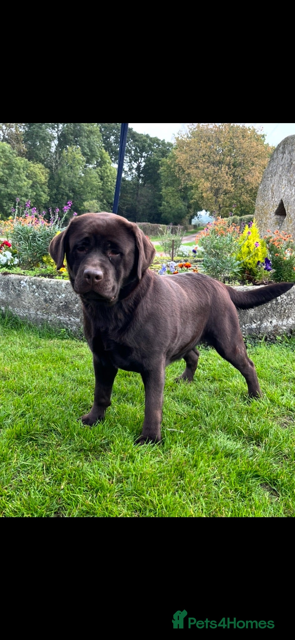 Labrador Retriever dogs Quality show bred Labrador puppies  - Advert 1