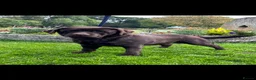 Labrador Retriever dogs for sale: Quality show bred Labrador puppies  - Advert 1