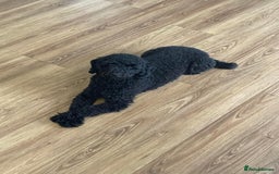 Toy Poodle dogs for sale: Toy Poodle  - Image 4