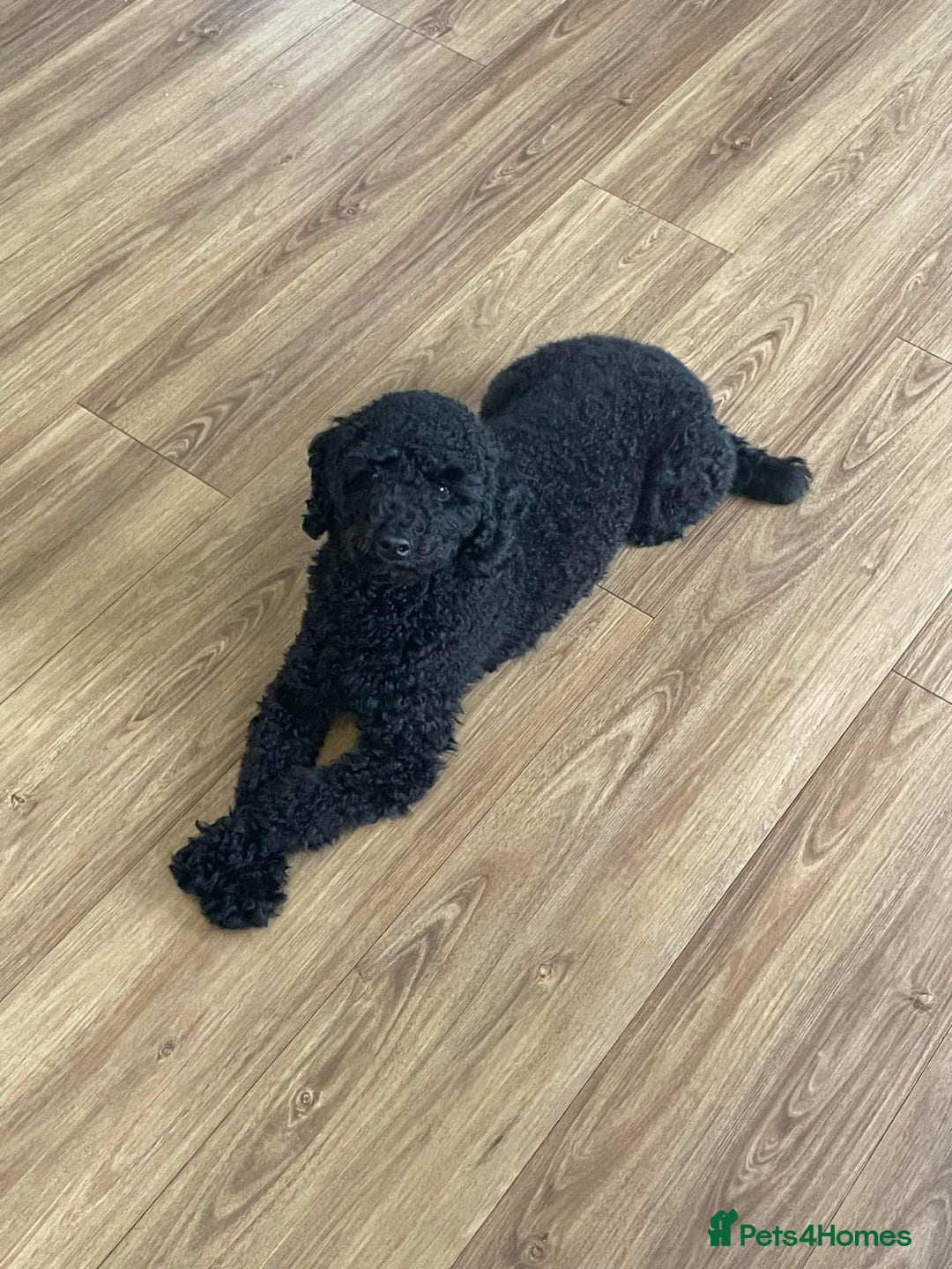 Toy Poodle dogs for sale: Toy Poodle  - Image 4