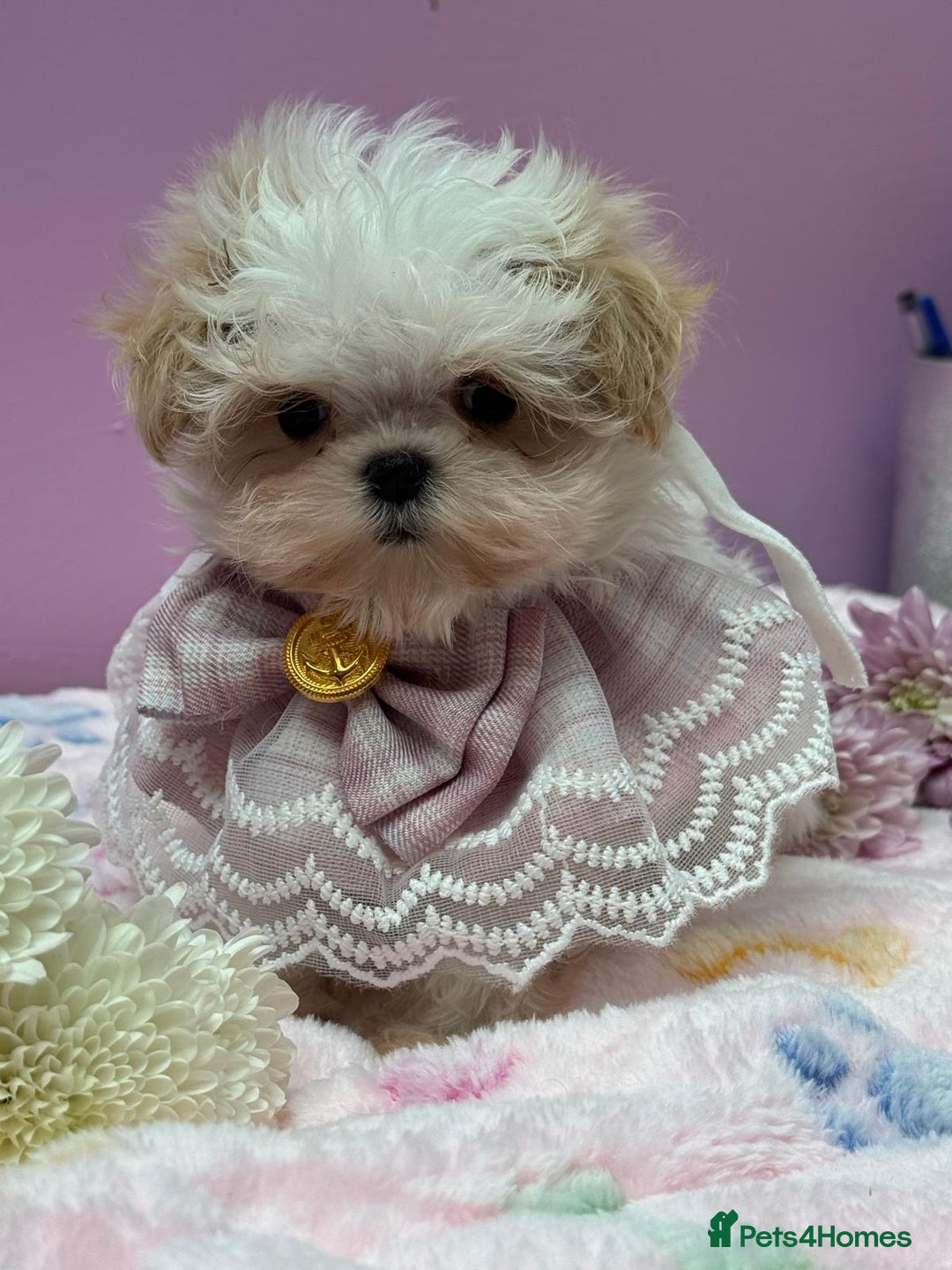 Maltipoo dogs for sale: Luxury Korean F1b maltipoos 😍🐶🐾 - Image 4