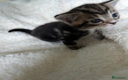 Domestic Shorthair cats for sale: Domestic beautiful kittens  - Image 12