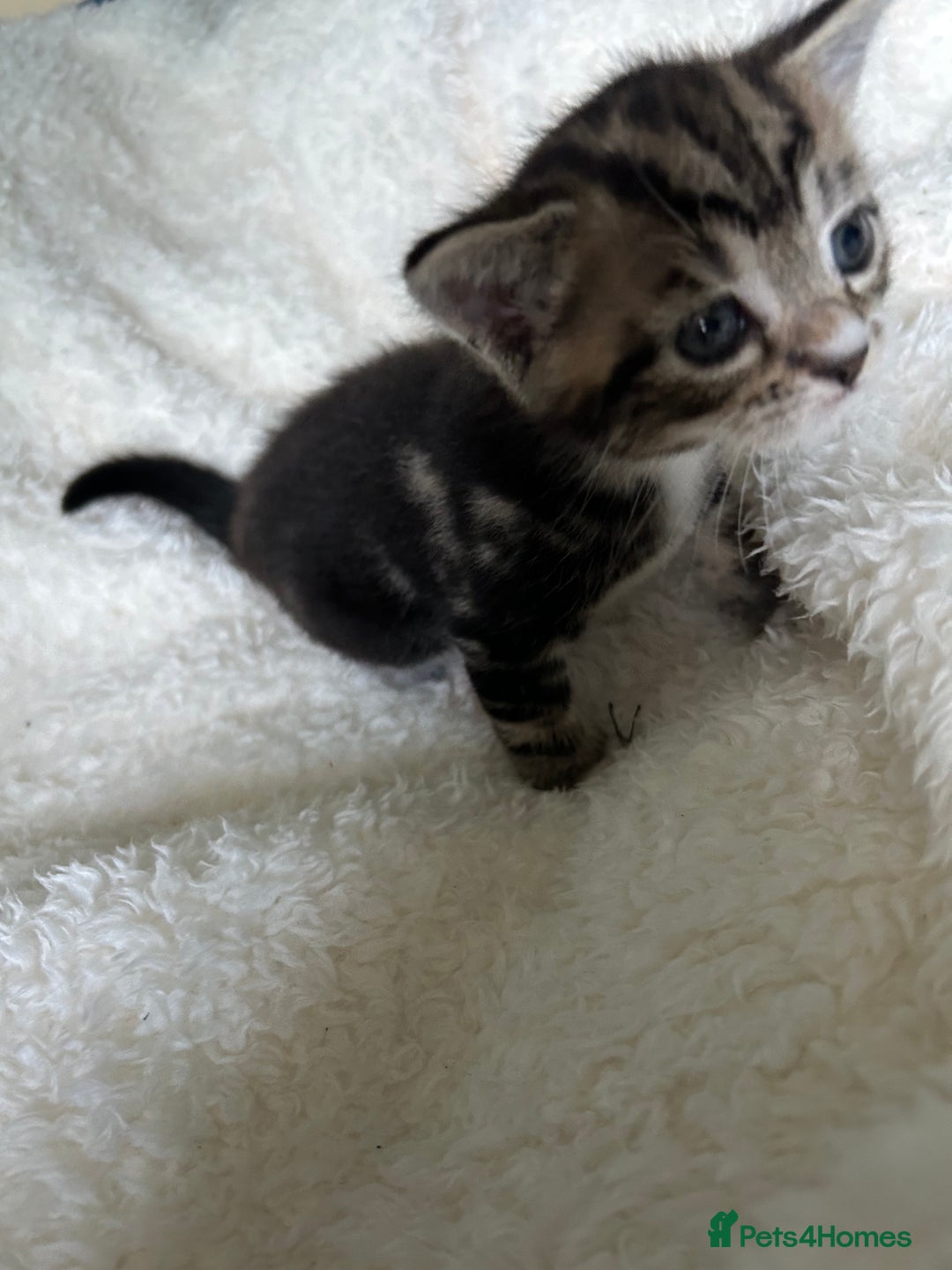 Domestic Shorthair cats for sale: Domestic beautiful kittens  - Image 12