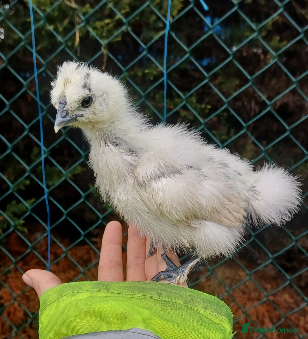 Chickens poultry for sale: Silkie chicks, showgirls and standard - Advert 4