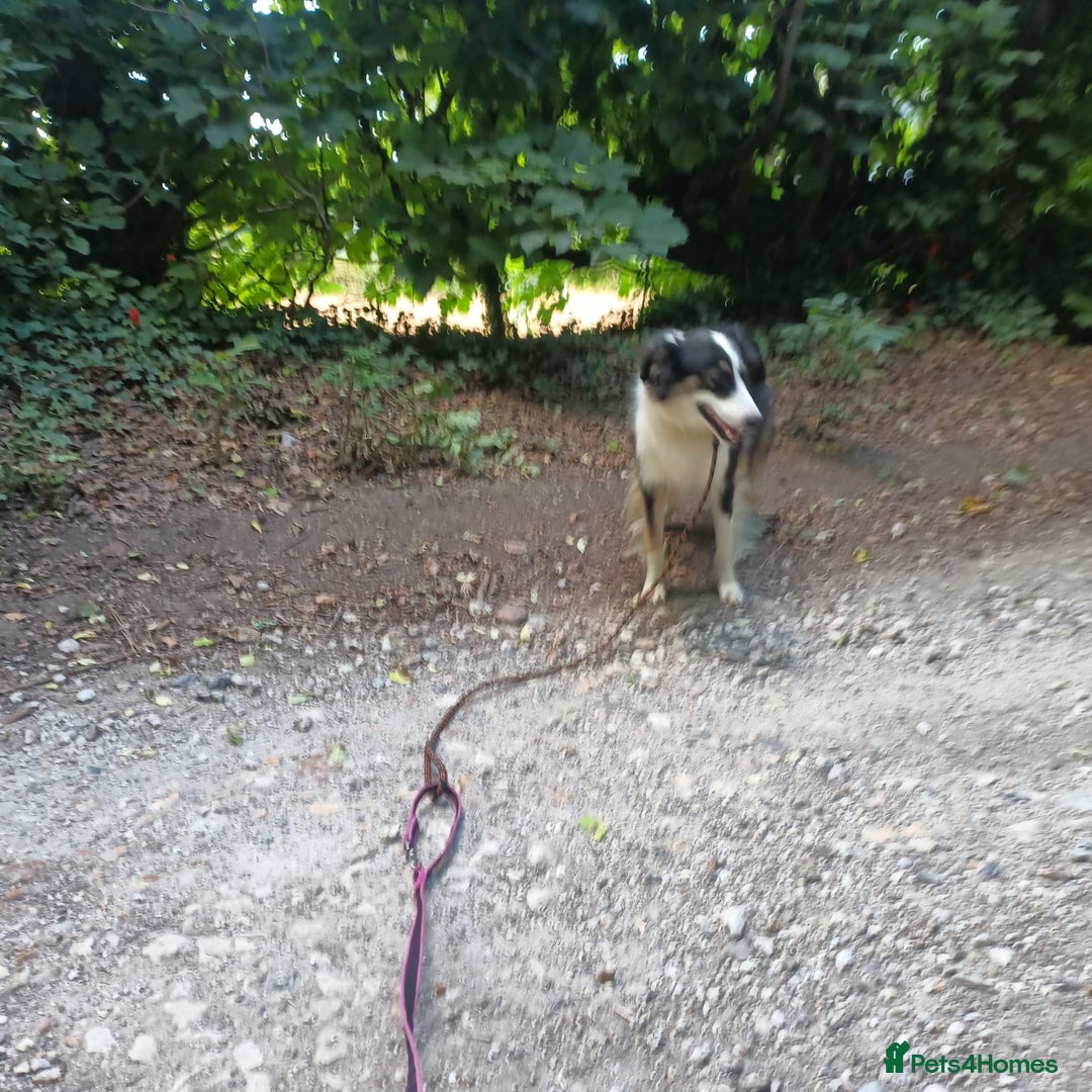 Mixed Breed dogs for adoption: Fern  - Image 7