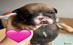 English Bulldog dogs for sale: English bulldog puppies - Image 8