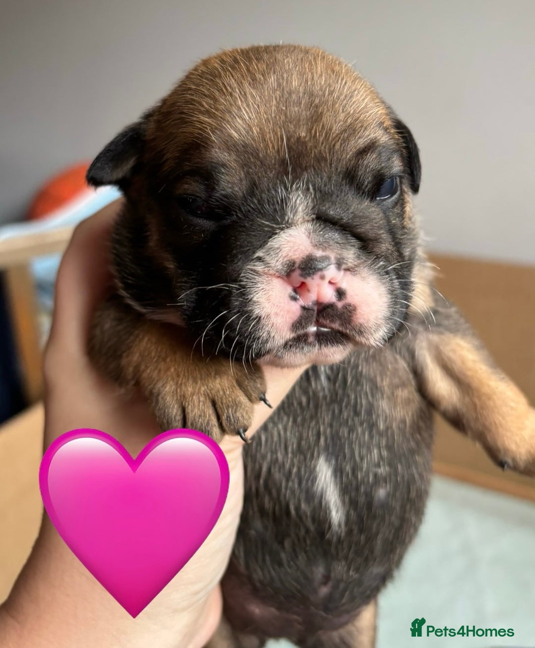 English Bulldog dogs for sale: English bulldog puppies - Image 8