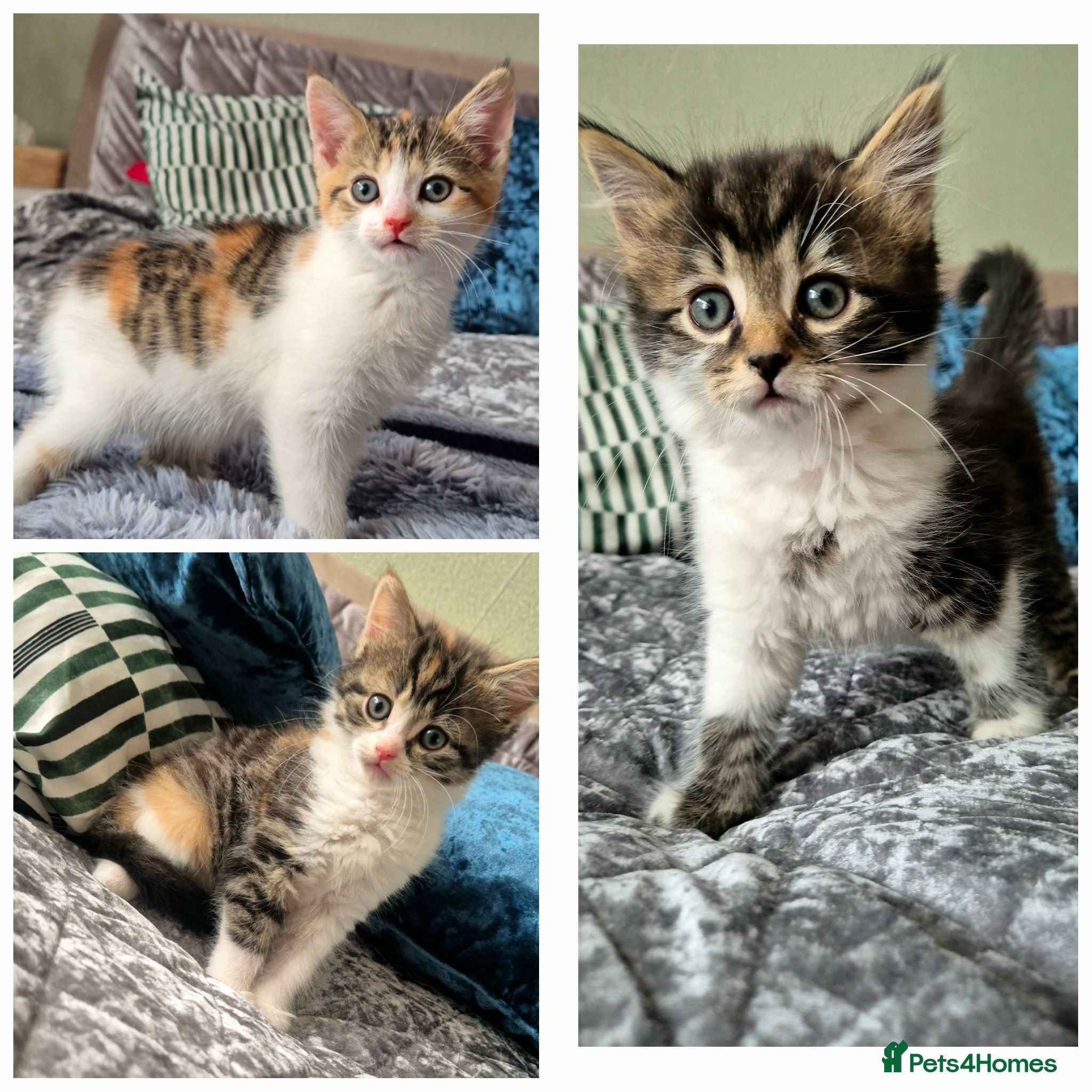 Mixed Breed cats 3 Kittens left 🐾 - Advert 1