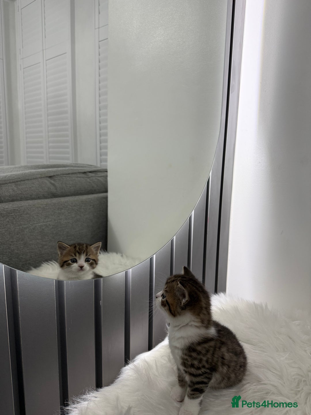 British Shorthair cats for sale: British short Hair  - Advert 1