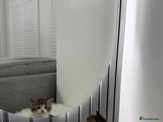 British Shorthair cats British short Hair - Advert 1